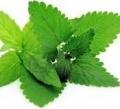 Mentha 70ml