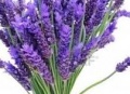 Lavender 70ml